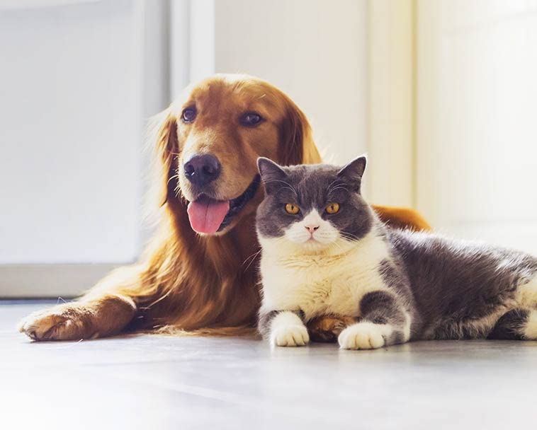 Image of a Dog and Cat